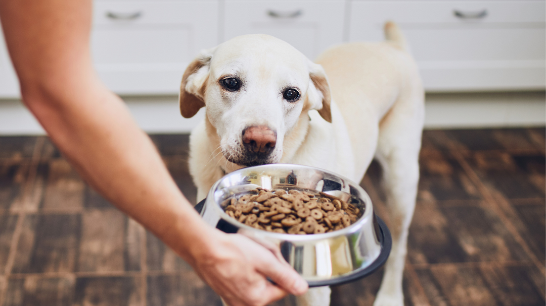 Como escolher uma boa ração para o seu pet