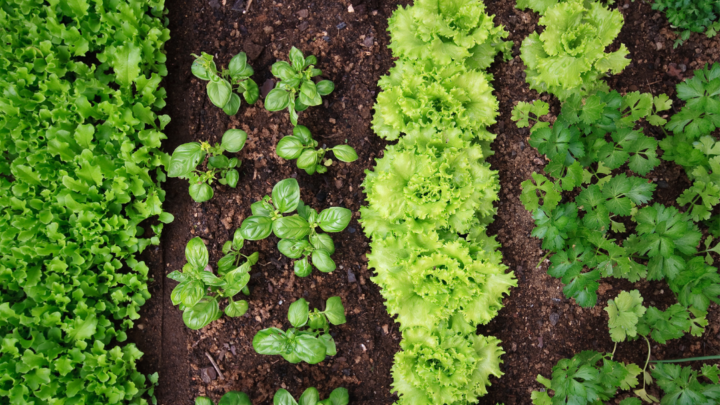 Plantas companheiras e plantas inimigas