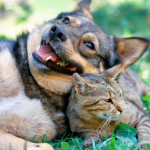 Pets